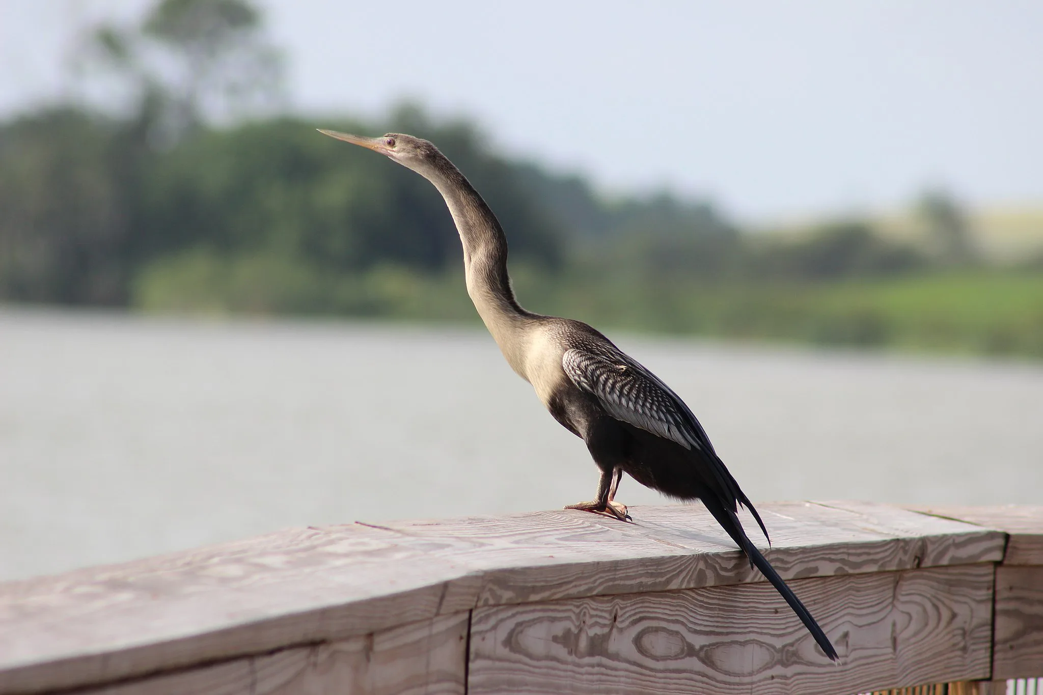 Se7en Wetlands Park
