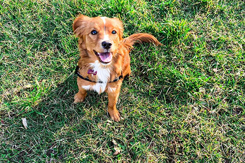 Golden red dog sitting on green lawn on a sunny day.