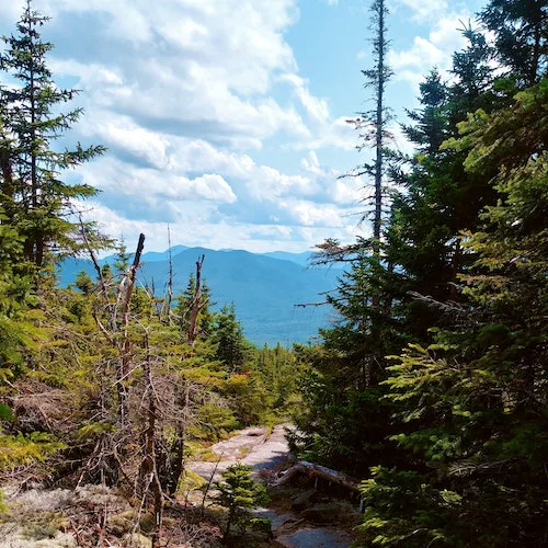 Trees on a mountain>