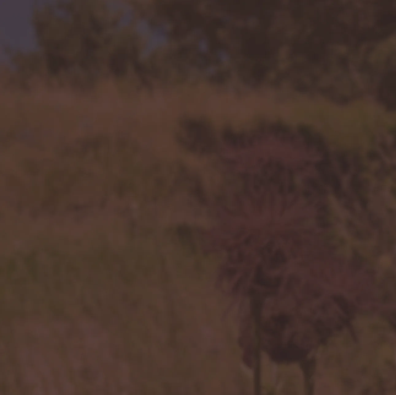 Thumbnail7.jpg